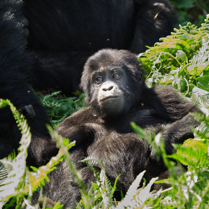 50679357458_02D2871E7A_C (1) Gorilla Trekking In Angola