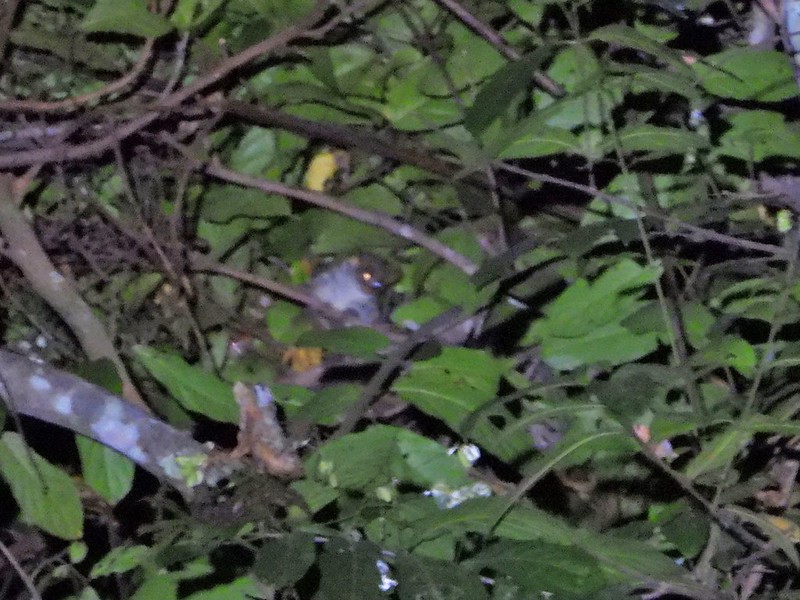 51117106592_Ba684A0F47_C Spectacled Galago
