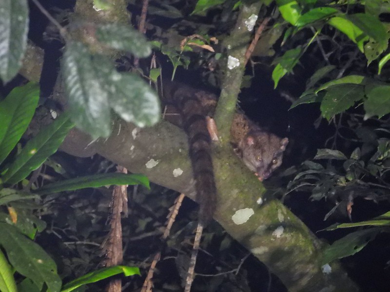 51117792364_6968B0C5B7_C Spectacled Galago