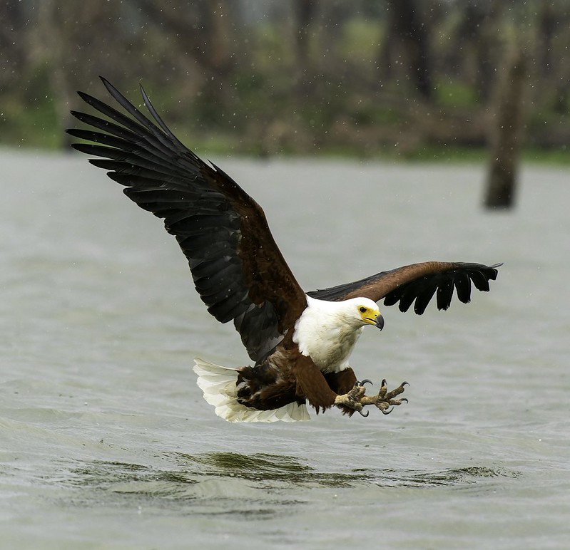 52619256117 102bf0bd6b c