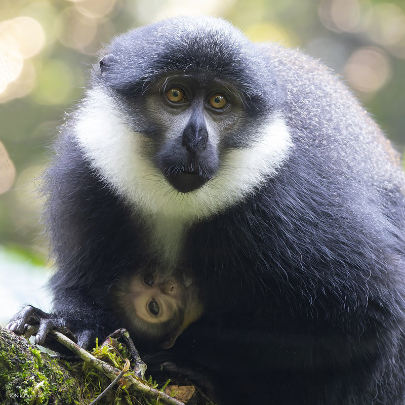 53417293562_E88868Aed1_C L'Hoest's monkey