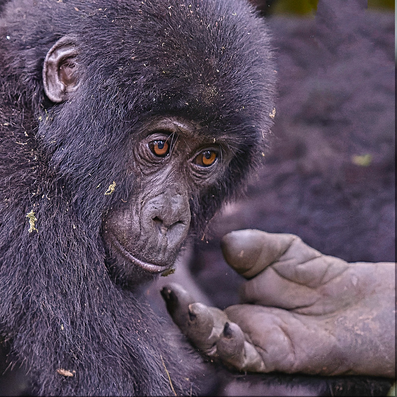 What Gorilla Trekking Really Looks Like (Raw Mountain Gorilla Videos from the Forest) 19 svg+xml;charset=utf