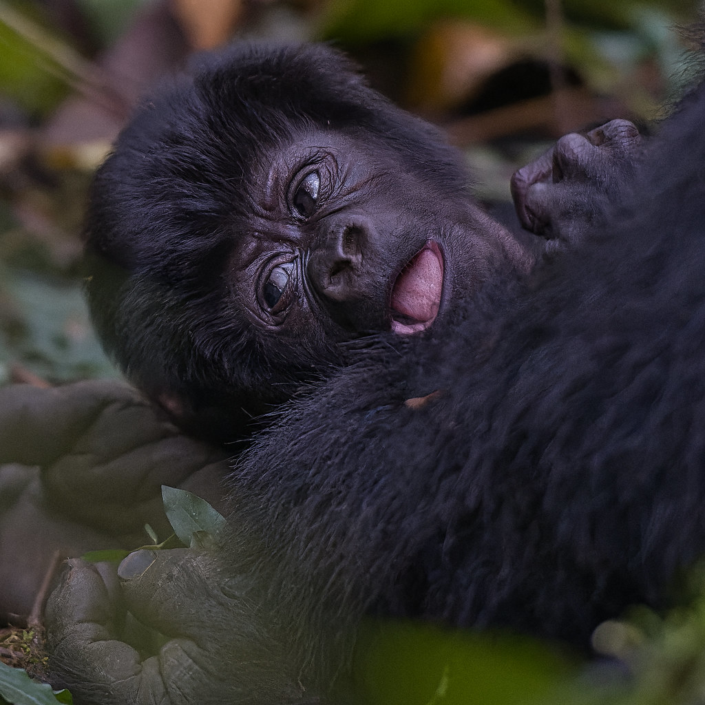 Key Species In Bwindi &Amp; Mgahinga 102 Key Species in Bwindi & Mgahinga