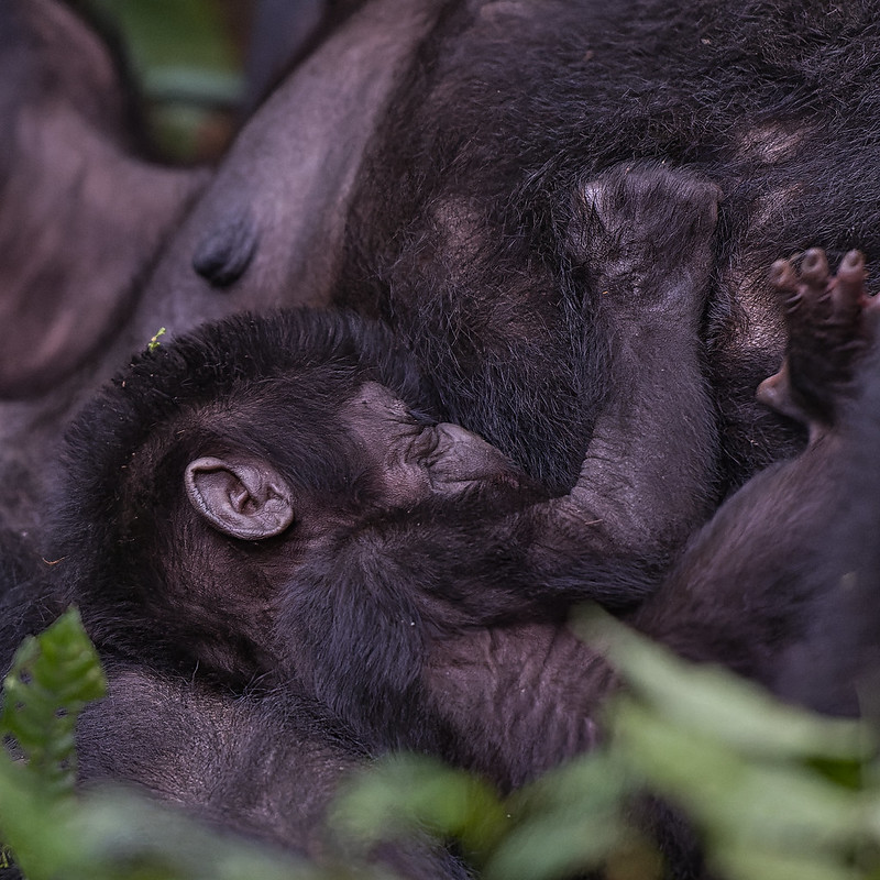 53547300500_67017D7E19_C Buhoma lodge