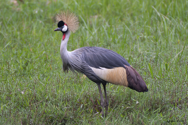 Key Species In Bwindi &Amp; Mgahinga 140 Key Species in Bwindi & Mgahinga