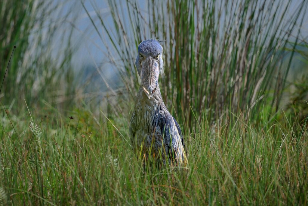 54019084842_8856Dc0E01_H Shoebill stork