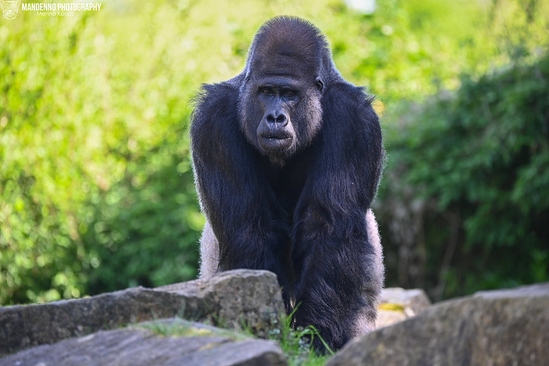 4-Day Uganda Gorilla Trekking Safari 7 svg+xml;charset=utf