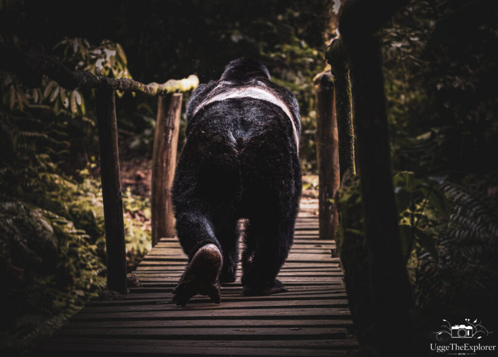 Guide to Silverback Gorilla Trekking Tours in Uganda