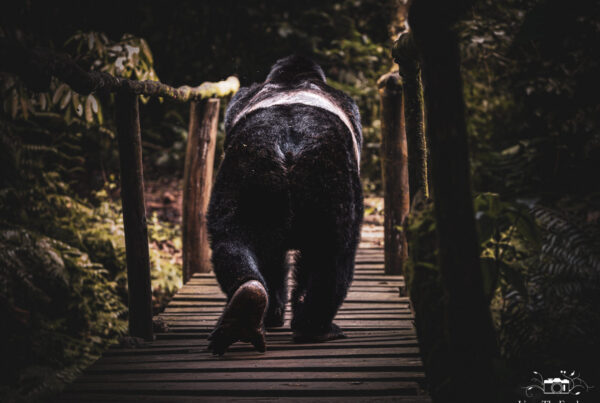 54836430181 0f29f60926 k