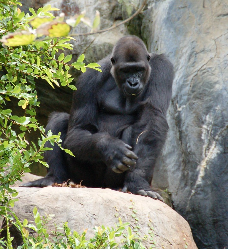 Key Species In Bwindi &Amp; Mgahinga 38 Key Species in Bwindi & Mgahinga