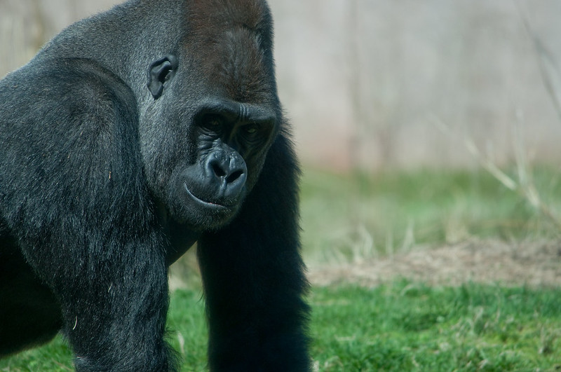 4-Day Uganda Gorilla Trekking Safari 11 svg+xml;charset=utf