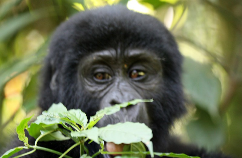 Key Species In Bwindi &Amp; Mgahinga 136 Key Species in Bwindi & Mgahinga