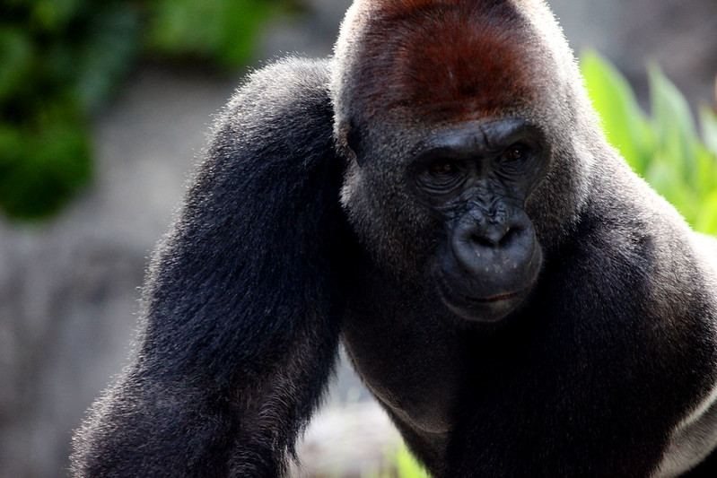 6050372258_719D788373_C 3-Day Fly-In Gorilla Safari to Bwindi – Luxury in the Mist