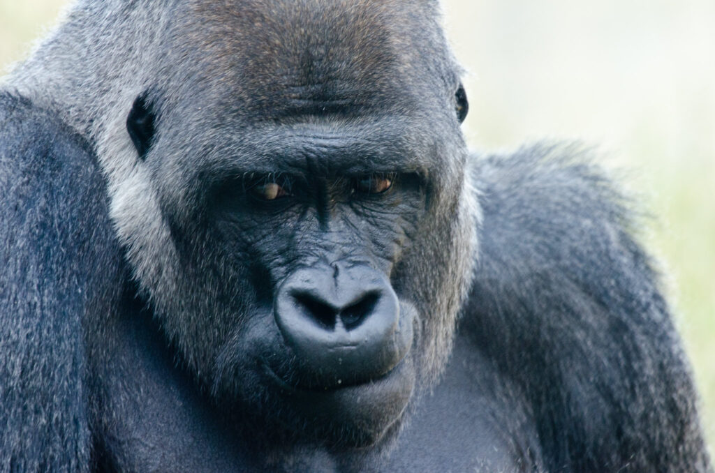 What Gorilla Trekking Really Looks Like (Raw Mountain Gorilla Videos from the Forest) 25 svg+xml;charset=utf