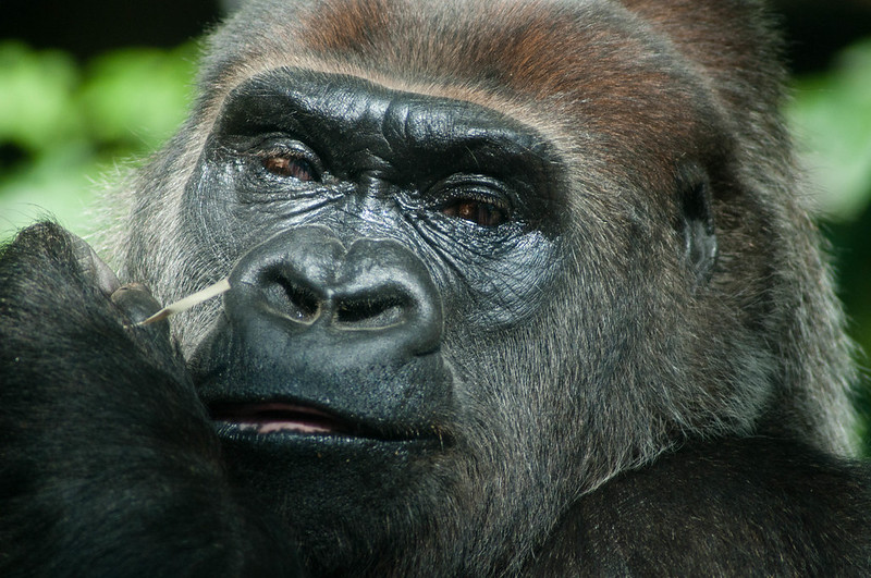 6434730401_D664192536_C Gorilla Trekking in Rwanda vs Uganda