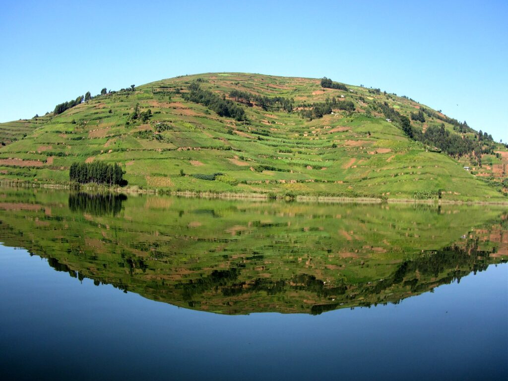 Key Species In Bwindi &Amp; Mgahinga 43 Key Species in Bwindi & Mgahinga