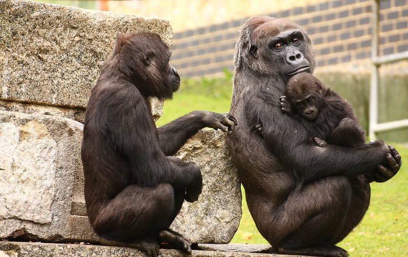 6952675882_0Cdb6F22D8_C Gorilla Trekking in Rwanda vs Uganda