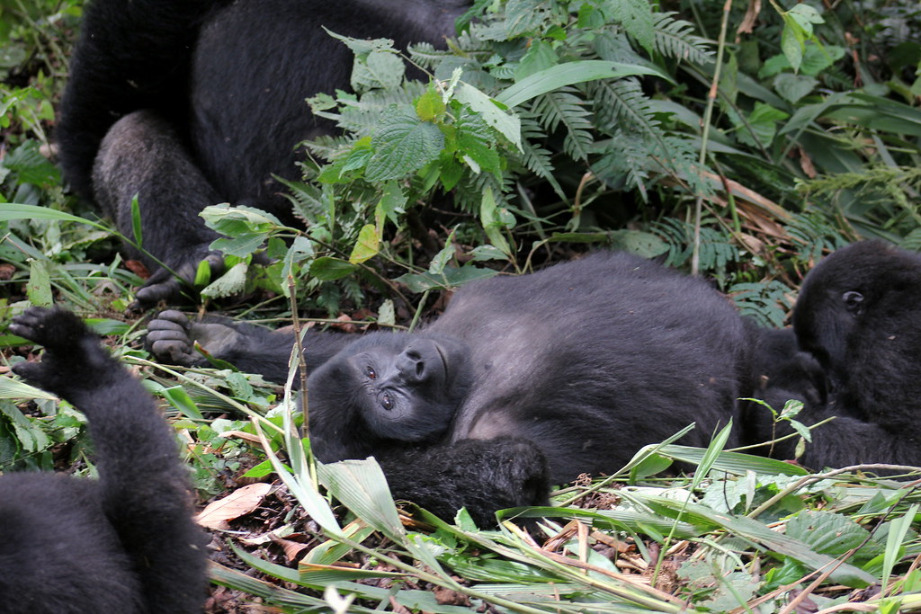 What Gorilla Trekking Really Looks Like (Raw Mountain Gorilla Videos from the Forest) 15 svg+xml;charset=utf
