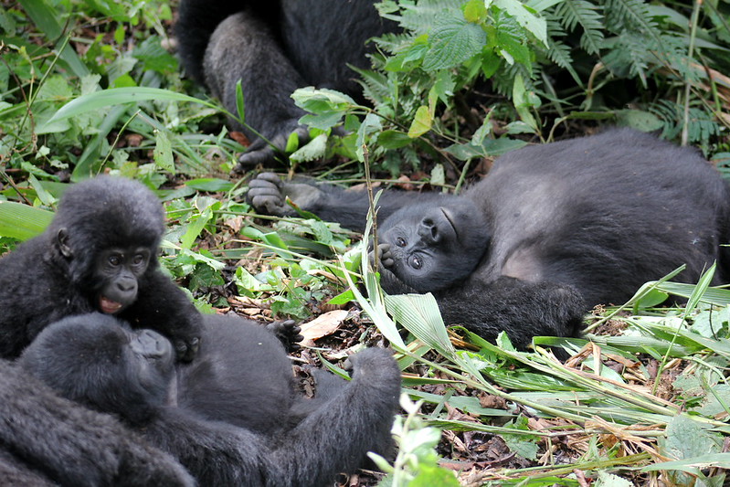Key Species In Bwindi &Amp; Mgahinga 95 Key Species in Bwindi & Mgahinga