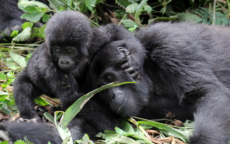 7119112921_B437A03019_C What are the photography rules while with the gorillas?