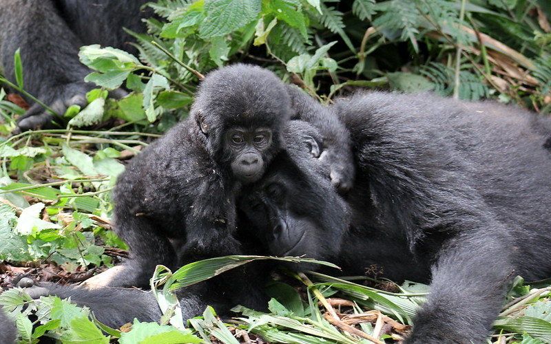 7119113403_639Dd3533F_C (1) What are the photography rules while with the gorillas?