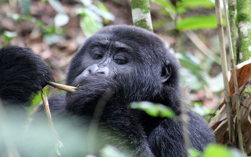 Key Species In Bwindi &Amp; Mgahinga 127 Key Species in Bwindi & Mgahinga