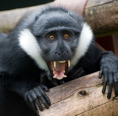 7805738436_E0B41C6625_M L'Hoest's monkey