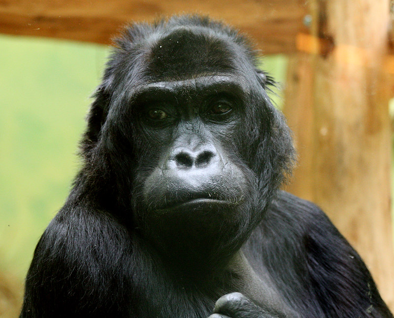 8012947634_A9Bbea5A12_C Gorilla Mist