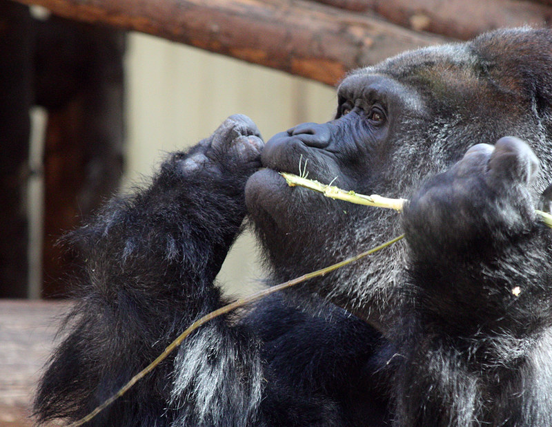 Key Species In Bwindi &Amp; Mgahinga 87 Key Species in Bwindi & Mgahinga