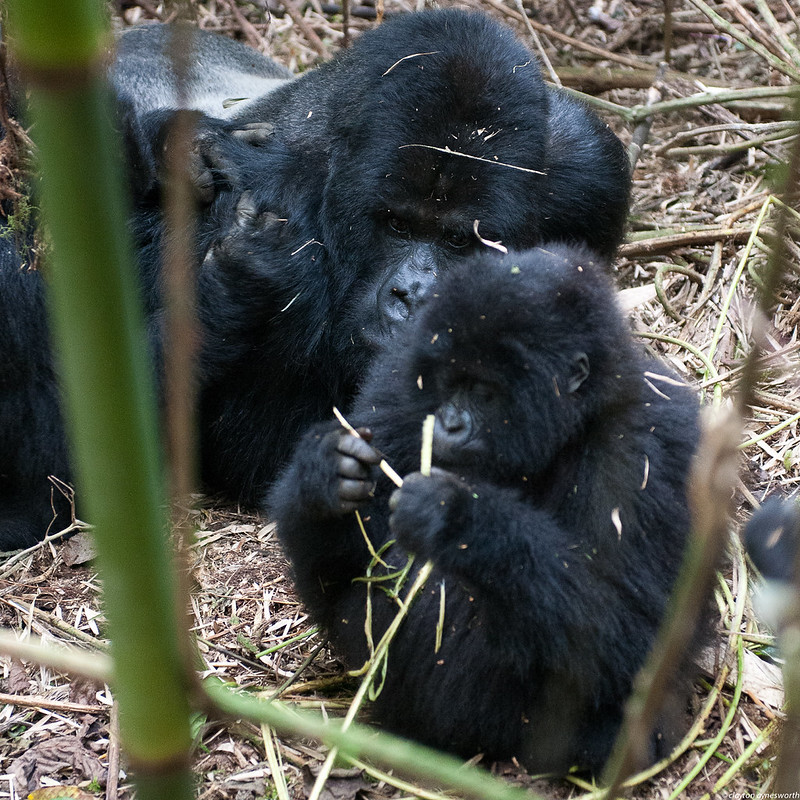 Key Species In Bwindi &Amp; Mgahinga 157 Key Species in Bwindi & Mgahinga