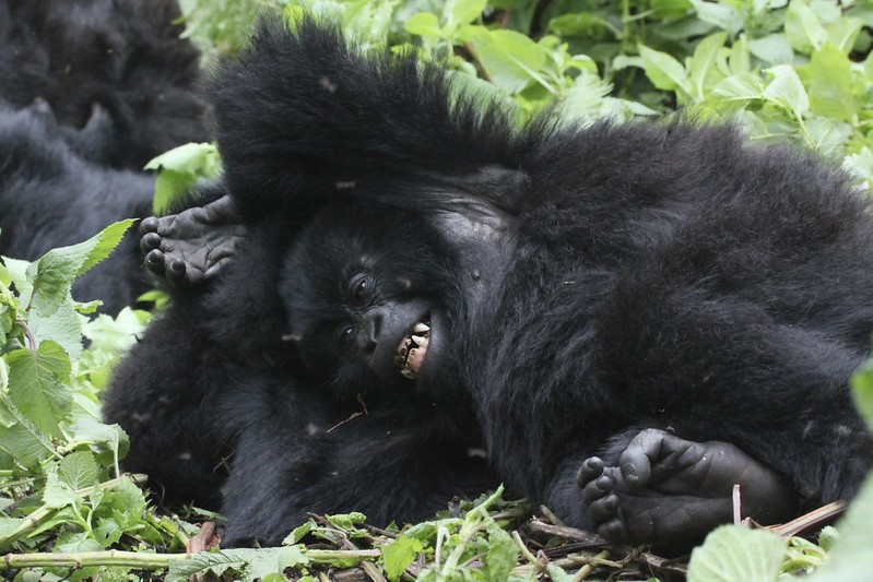 8101504041_B521362Ae4_C Non-Habituated Gorilla Groups