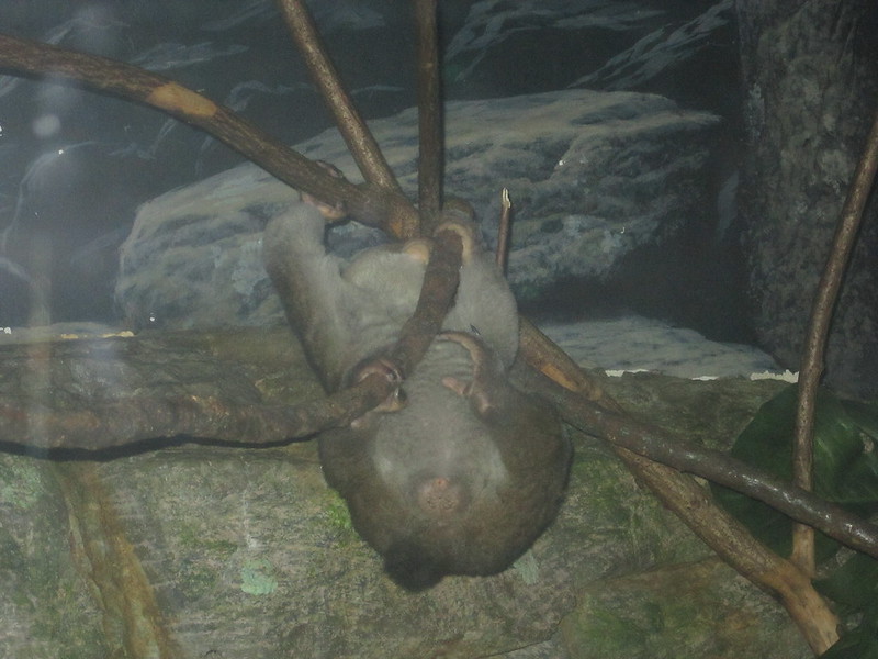 Key Species In Bwindi &Amp; Mgahinga 59 Key Species in Bwindi & Mgahinga