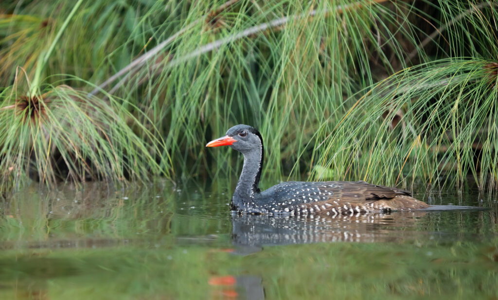 African Finfoot2 African Finfoot