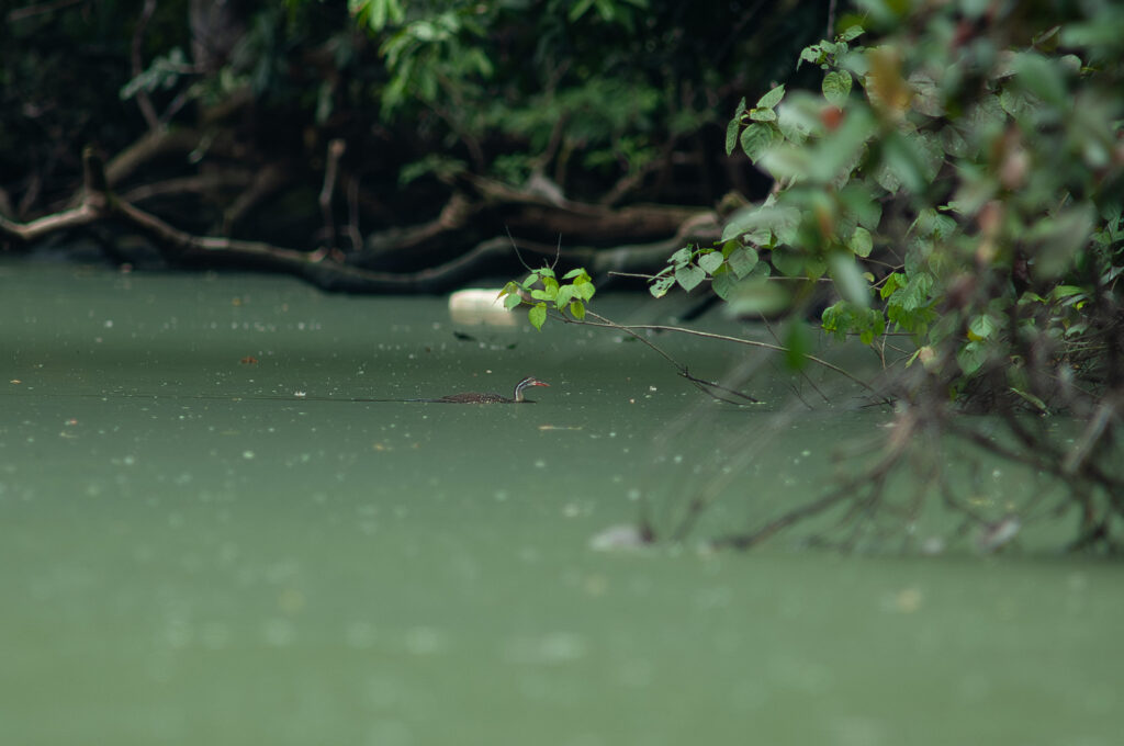 African Finfoot3 African Finfoot