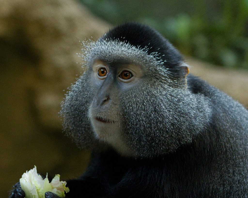 Blue Monkeys5 Blue monkeys