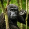 Best Time To Trek Gorillas In Uganda For USA & Germany