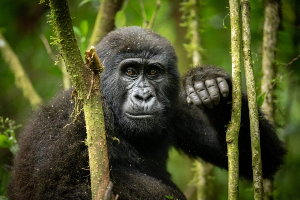 Best Time To Trek Gorillas In Uganda For USA & Germany