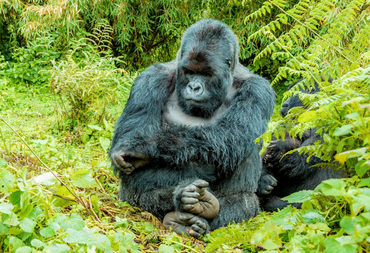 Best Time To Trek Gorillas In Uganda – Uk Vs Usa Vs Germany Travel Guide 2 Best Time To Trek Gorillas In Uganda For USA & Germany