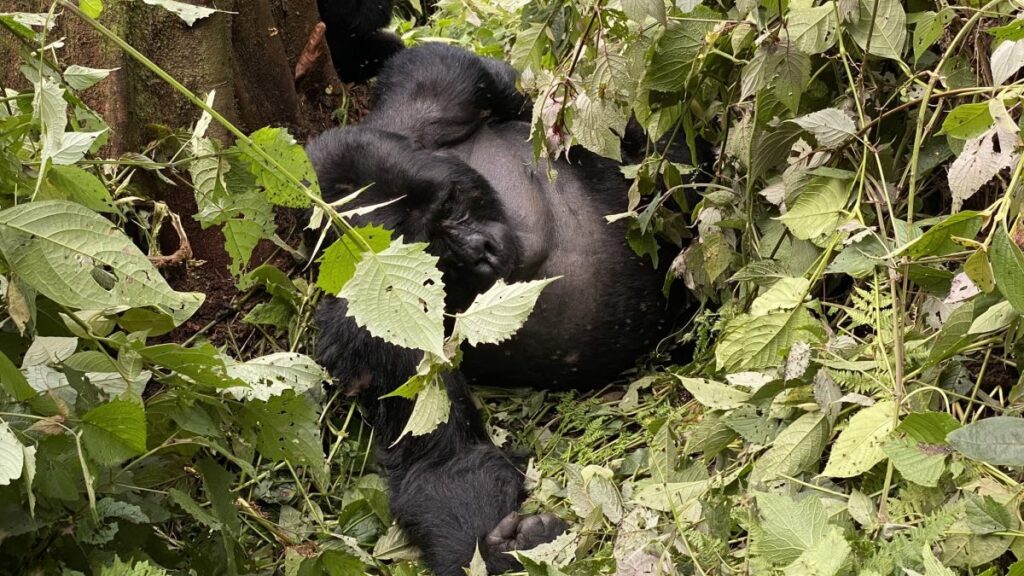 Bweza Family3 Kihihi