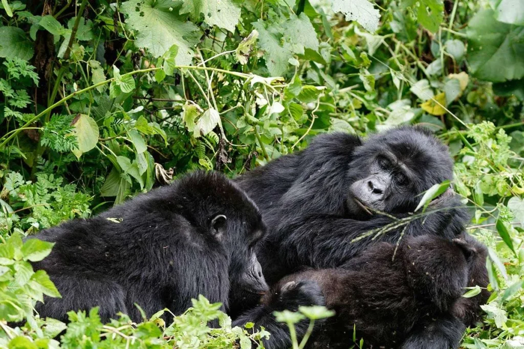 Bweza Family5 Gorilla Trekking In Central African Republic