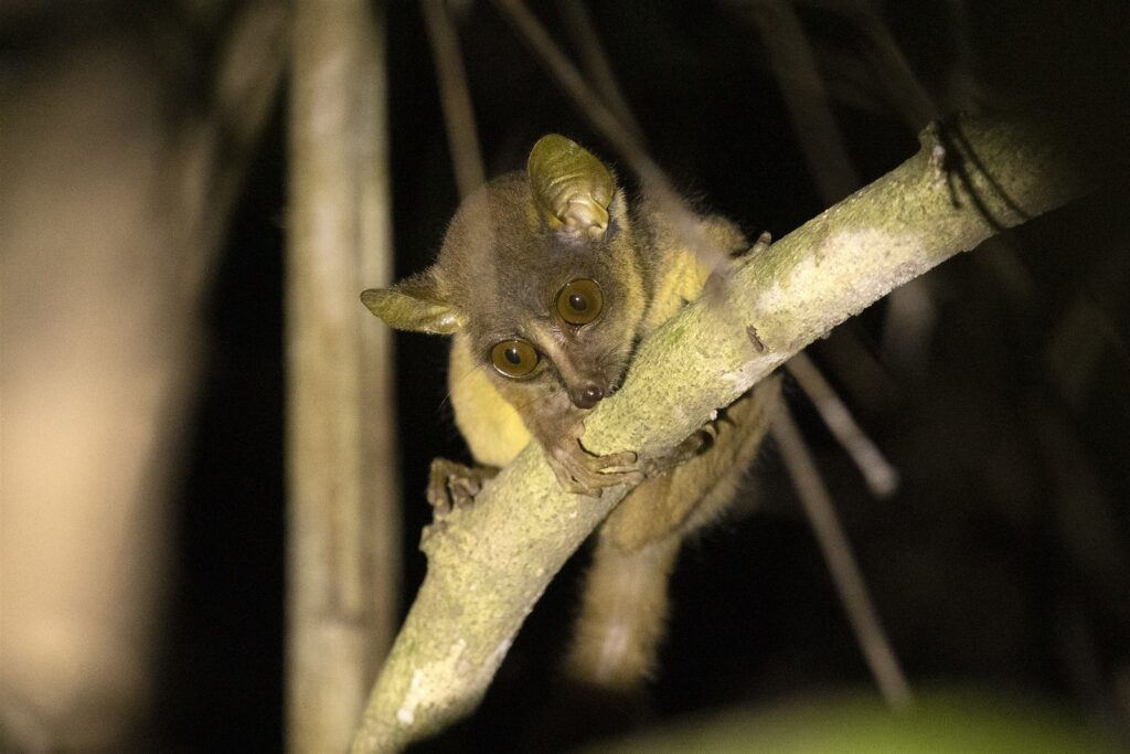 Demidoff’s Galagos2 Demidoff's Galago