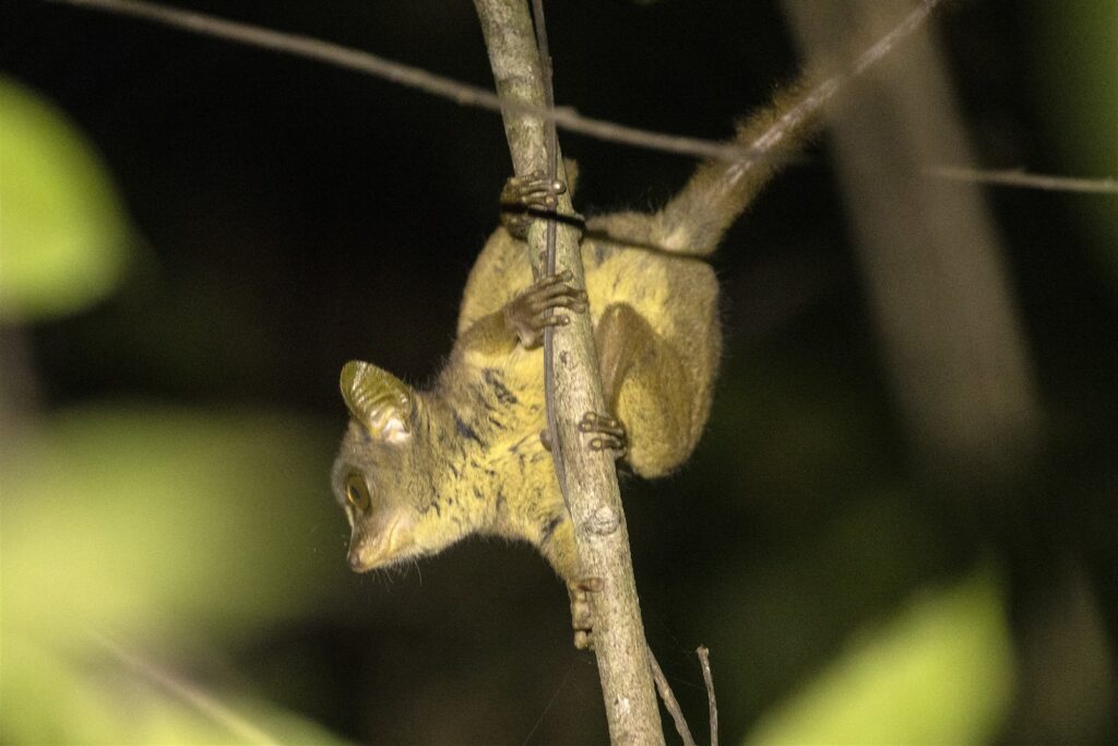 Demidoff’s Galagos4 Demidoff's Galago