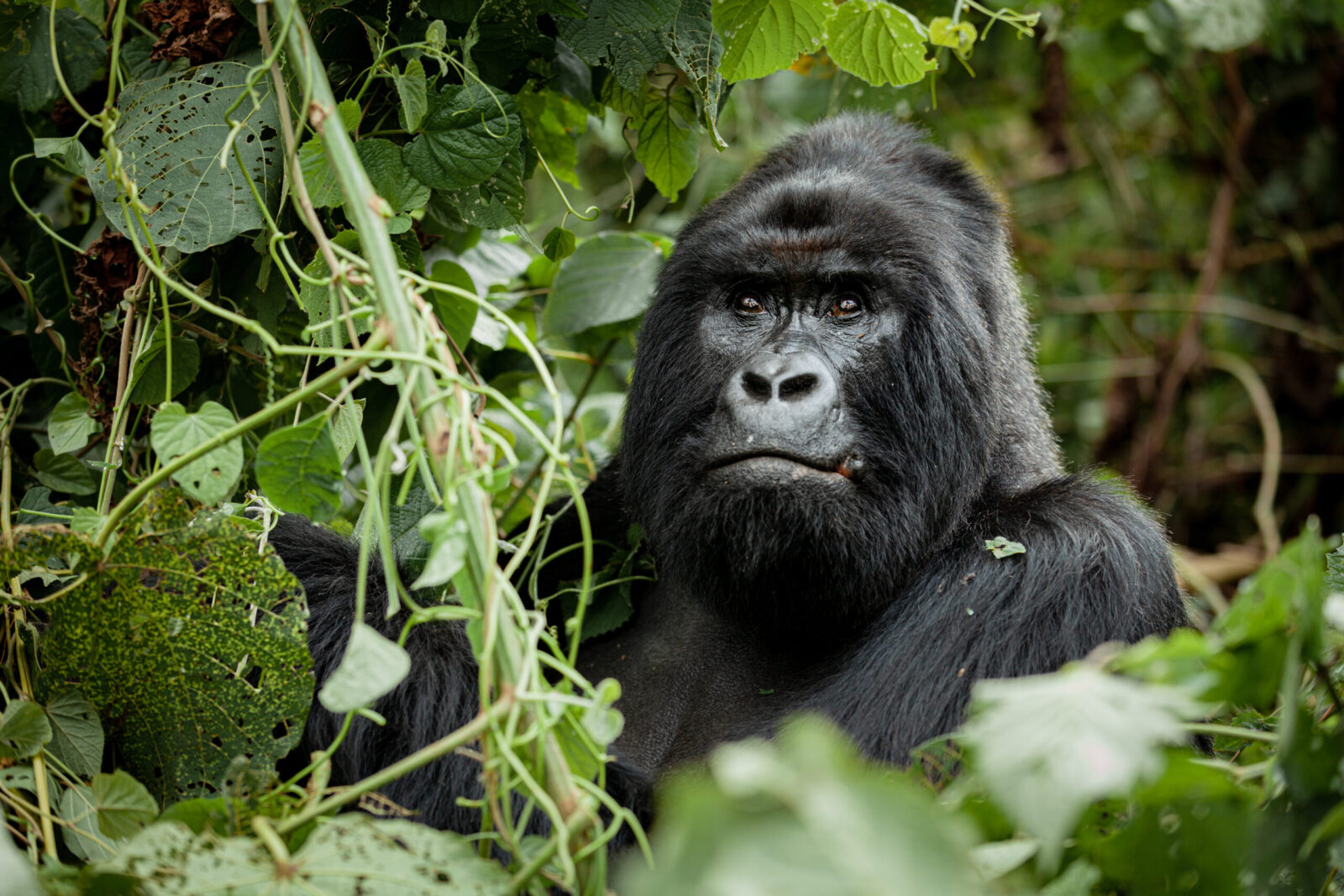 Discounted Gorilla Permits in Uganda