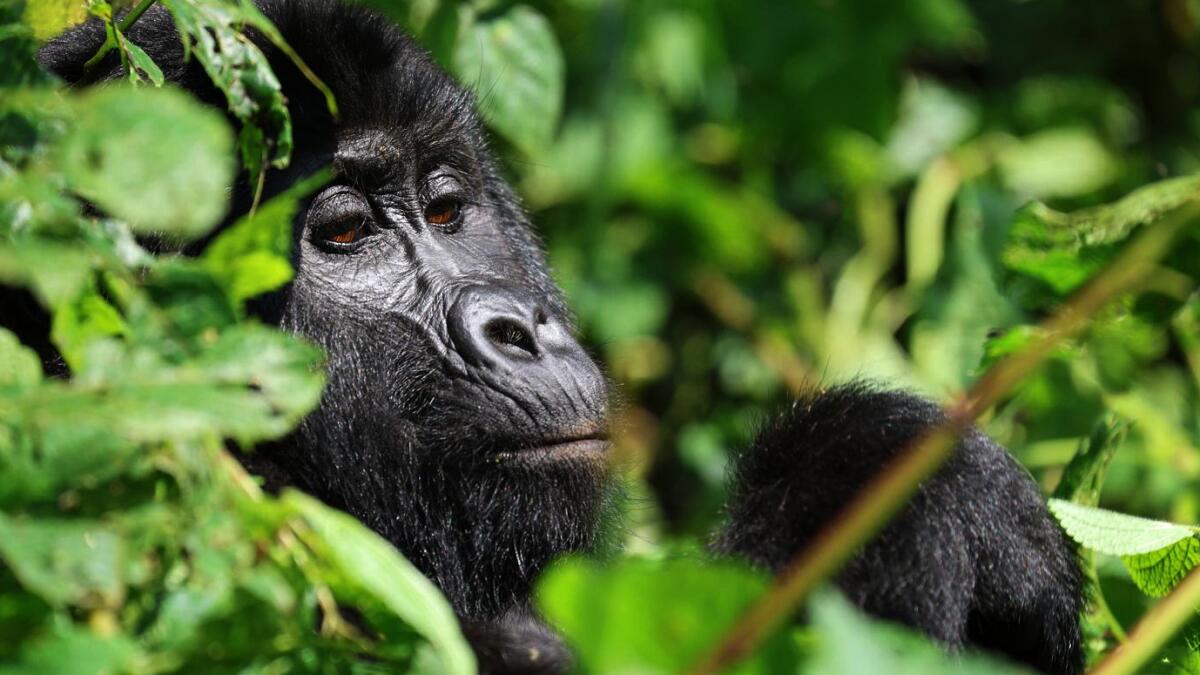 Discounted Gorilla Permits in Uganda for International Travelers