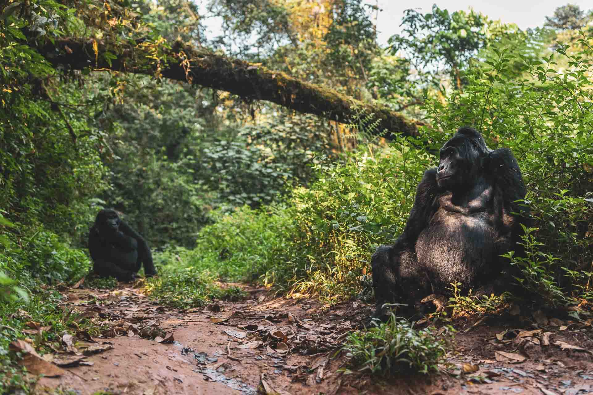 Best Time To Trek Gorillas In Uganda – Uk Vs Usa Vs Germany Travel Guide 1 Best Time To Trek Gorillas In Uganda For USA & Germany