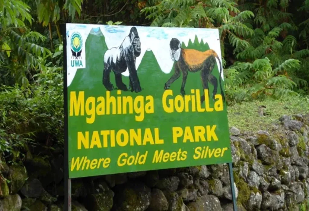 What Gorilla Trekking Really Looks Like (Raw Mountain Gorilla Videos from the Forest) 12 svg+xml;charset=utf