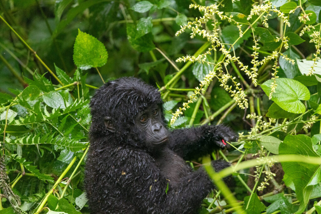 Gorilla Trekking Age Limit: Everything You Must Know Before Booking Your Safari