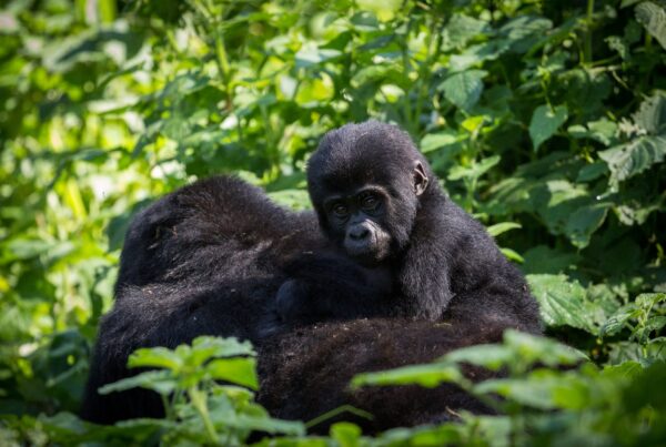 Uganda Is Safe for Gorilla Trekking Again: Why Now Is the Best Time to Visit Bwindi