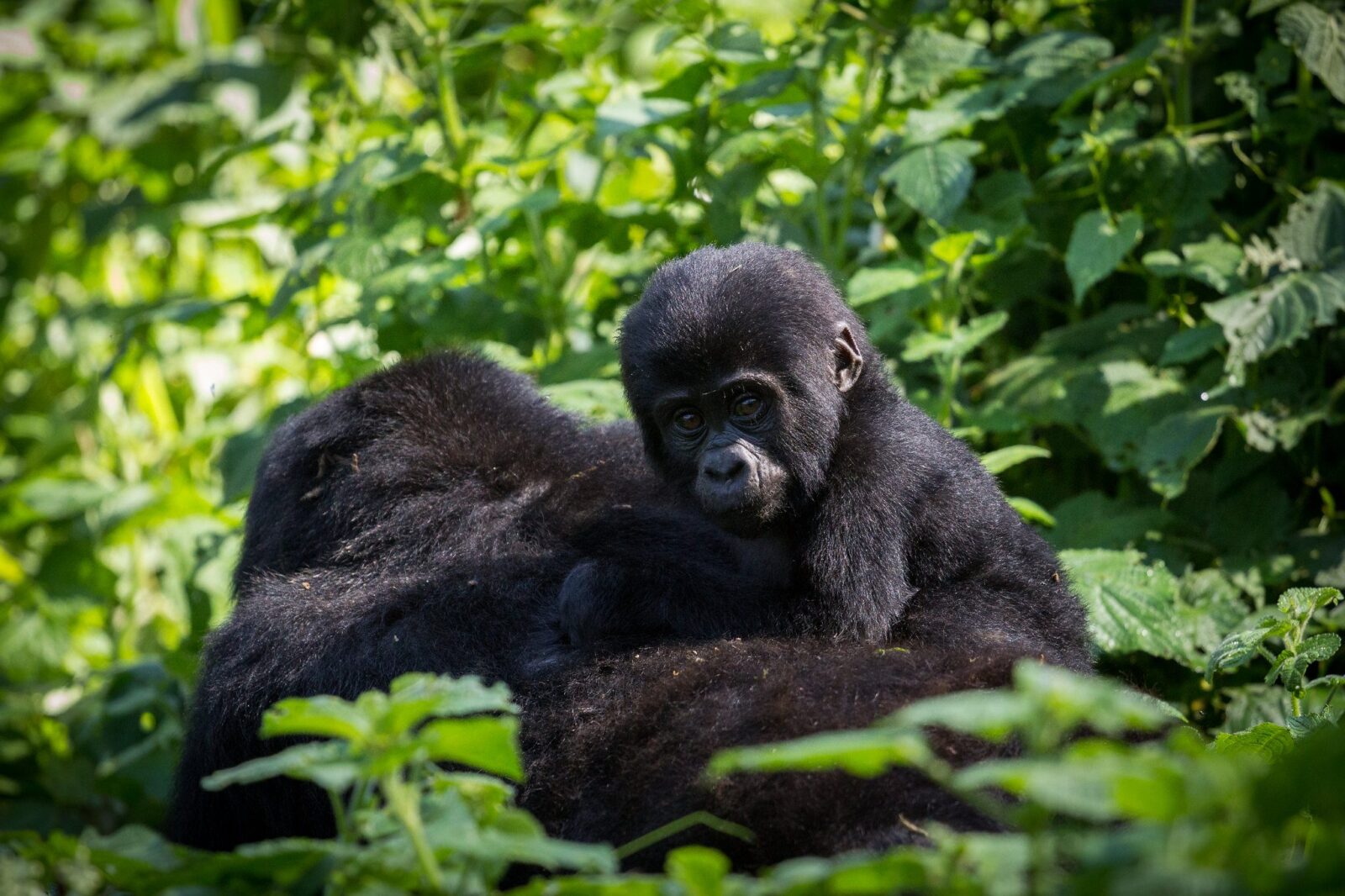 Uganda Is Safe for Gorilla Trekking Again: Why Now Is the Best Time to Visit Bwindi