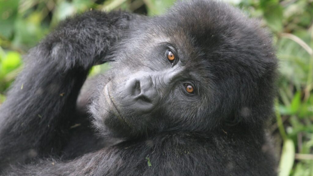 Key Species In Bwindi &Amp; Mgahinga 25 Key Species in Bwindi & Mgahinga